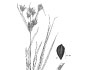 Botanical illustration (2009) created for "Two New Neotropical Species of Cyperus (Cyperaceae)"
      published in <i>Kew Bulletin</i> by Dr. Gordon C. Tucker, Eastern Illinois University, Charleston, IL.