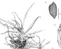 Botanical illustration (2009) created for "<i>Cyperus paramoensis</i> (Cyperaceae), a New Sedge Species from Northwestern South America"
       published in <i>Novon:  A Journal for Botanical Nomenclature</i> by Dr. Gordon C. Tucker, Eastern Illinois University, Charleston, IL.